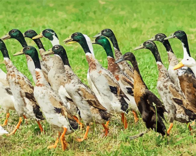 Indian Runner Duck Birds paint by number