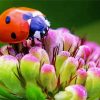 Ladybeetle On Flowers paint by numbers