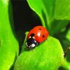 Ladybeetle Insect paint by numbers