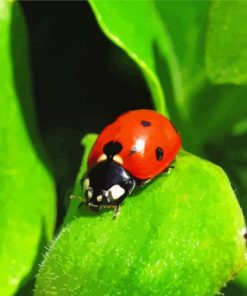 Ladybeetle Insect paint by numbers