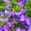 Lobelia Flowers paint by numbers