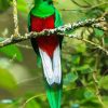 Long Tailed Colorful Quetzal paint by numbers