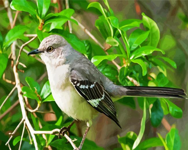 Mockingbird Bird paint by number