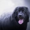 Newfoundland Puppy paint by number