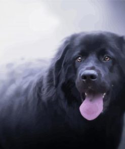 Newfoundland Puppy paint by number