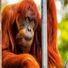 Old Orangutan paint by number