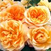 Orange Floribunda Flowers paint by numbers