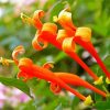 Orange Honeysuckle Plant paint by numbers