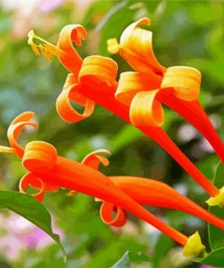 Orange Honeysuckle Plant paint by numbers