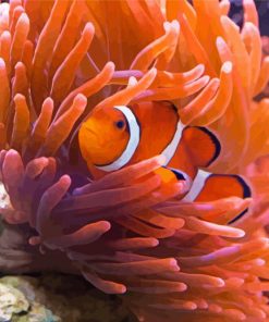 Orange Anemones And Clown Fish paint by number