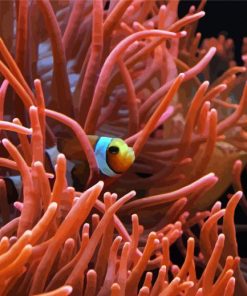 Orange Anemones And Fish paint by number