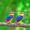 Two Dwarf Kingfisher Birds paint by numbers