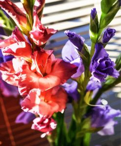 Peachy And purple Gladiolas paint by numbers