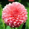 Pink Dahlia Flower paint by numbers