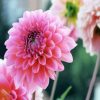 Pink Dahlia Flowers paint by numbers