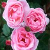 Pink Floribundas paint by numbers