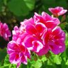 Pink Geraniums Flower paint by numbers