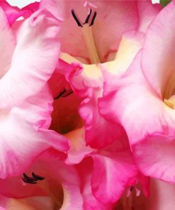 Pink Gladiola Rose paint by numbers