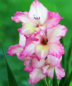 Light Pink Gladiola paint by numbers