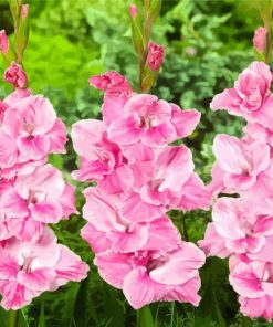 Pink Gladiolas paint by numbers