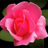 Pink Rosebud Flowers paint by numbers