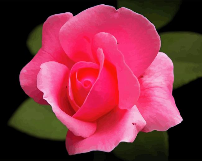 Pink Rosebud Flowers paint by numbers