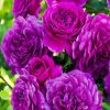 Dark Purple Floribundas paint by numbers