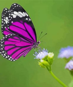 Purple Butterfly On Flower paint by numbers