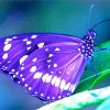 Purple Butterfly paint by numbers