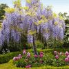 Purple Wisteria Tree paint by number