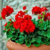 Red Geraniums paint by number