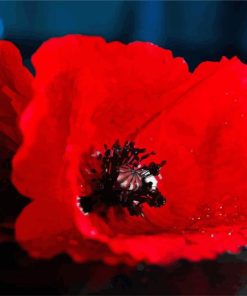 Red Poppy Flower paint by numbers