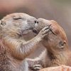 Romantic Gophers Kissing paint by numbers