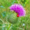 Scottish Thistle paint by numbers