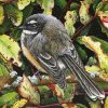 The New Zealand Fantail Bird paint by numbers