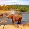 The Elephant By The River paint by numbers