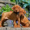 Vizsla Puppies paint by number