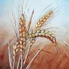 Wheat Stalk paint by number