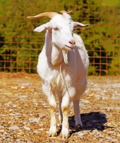 Cute White Goat paint by number