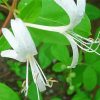 White Honeysuckle Flower paint by number