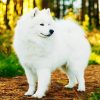 White Samoyed paint by number