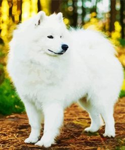 White Samoyed paint by number