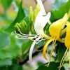 White And Yellow Honeysuckle paint by number