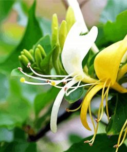 White And Yellow Honeysuckle paint by number