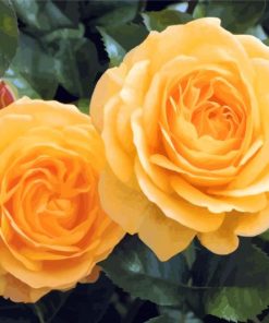 Yellow Floribundas paint by numbers