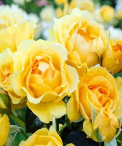 Yellow Floribundas Flowers paint by numbers