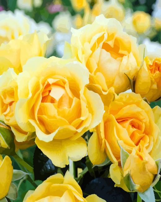 Yellow Floribundas Flowers paint by numbers