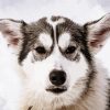 Alaskan Husky Animals paint by numbers