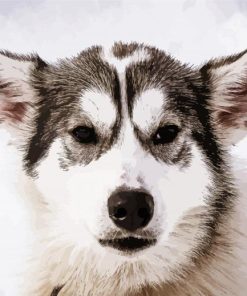 Alaskan Husky Animals paint by numbers