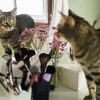 Adorable Cat Reflection On Mirror paint by numbers